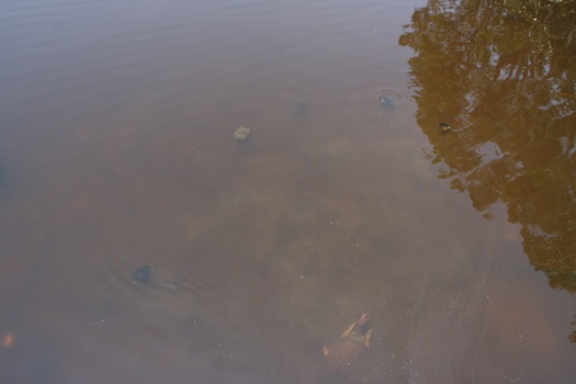 ./20110703-180426.jpg