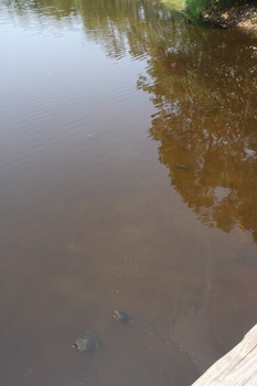 ./20110703-180512.jpg