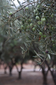 ./20111009-112812.jpg