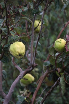 ./20111009-115246.jpg