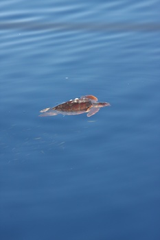./20111014-090458.jpg