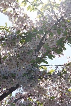 ./20110425-140742.jpg