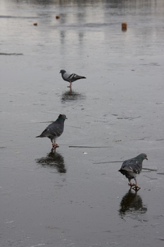 ./20090215-113112.jpg